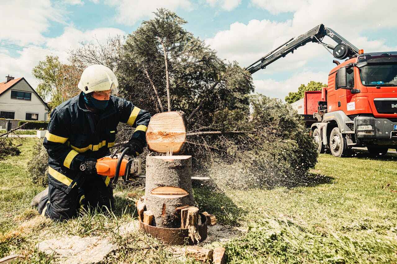 The Steps Involved in Our Tree Care Process in Robstown, TX